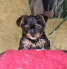 jork��rsk� teri�r