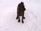 Thajsk� ridgeback - posledn� pejsek - �oko mega mazel s PP 