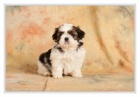 SHIH TZU �t���tka