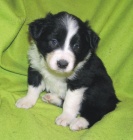 Border kolie s PP - �t��ata