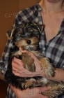 Jork��rsk� teri�r/Yorkshire terrier - fenka