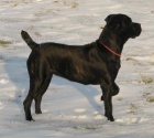 Cane corso �t��ata s PP