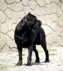 Cane corso �t��ata s PP