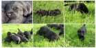 Zad�me �t�n�tka Flat Coated Retriever