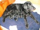 Zad�me �t�n�tka Flat Coated Retriever
