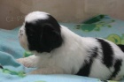 SHIH TZU �t���tka