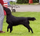 Flat coated retriever - pejsci s PP