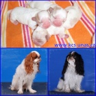 King Charles �pan�l