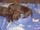 Labradorsk� retriever s PP