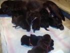 Labradorsk� retriever-�ern� a �okol�dov� �t�n�tka s PP
