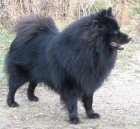 N�meck� �pic velk� �ern� - �t��ata s PP