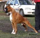 Beru z�znam na zlat� box�ky s PP