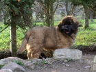 Leonberger - �t���tka s PP