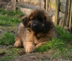 Leonberger - �t���tka s PP