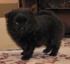 N�meck� �pic mal� - �t���tka s PP