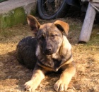 n�meck� ov��k fenka s PP