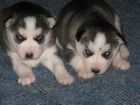 Sibi�sk� husky-