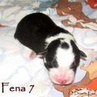 zad�m �t��ata border kolie s PP