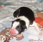 zad�m �t��ata border kolie s PP