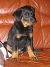 �teniatko beaucerona s PP