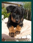 �teniatko beaucerona s PP