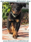 �teniatko beaucerona s PP