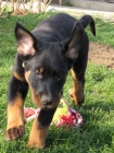 �teniatko beaucerona s PP