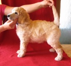 Prod�m �t��ata kr�lovsk�ho pudla s PP