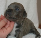 Modr� �t���tka SBT