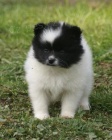 n�meck� �pic trpasli�� / mal� / pomeranian