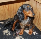 Jezev��k trpasli��/kr�li��