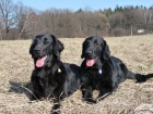 Flat Coated Retriever-�t���tka
