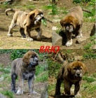  �pan�lsk� mastin �t�n�tka s PP k ODB�RU-pejsky-SLEVA 