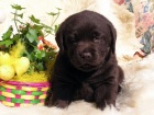 Labradorsk� retriever