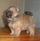 N�meck� �pic trpasli�� / pomeranian s PP