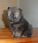 N�meck� �pic trpasli�� / pomeranian s PP