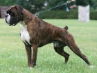n�meck� boxer s pp