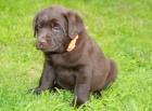 Labrador �t�n�