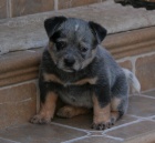 Australsk� hon�ck� pes