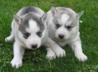 Sibi�sk� husky-