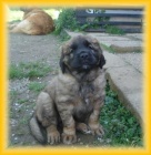 Leonberger - �t���tka s PP