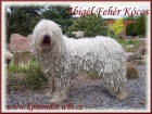 KOMONDOR - bl obr s dredy