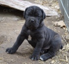 Cane corso �t��ata s PP