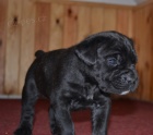 Cane corso �t��ata s PP