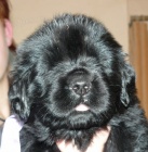 Novofundlandsk� pes s PP