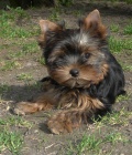 Jork��rsk� terier s pp