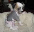 ��nsk� chocholat� pes