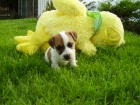 Jack Russell Terrier �t���tka