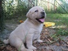 Labradorsk retriever s PP ZAHRANIN KRYT