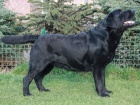 Labradorsk retriever s PP ZAHRANIN KRYT